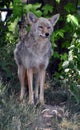 The coyote, also known as the American jackal Royalty Free Stock Photo