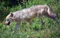 The coyote, also known as the American jackal, Royalty Free Stock Photo