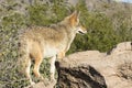 Coyote in Arizona on lookout