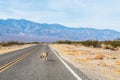 A Coyote blocking the highway in the Death Valley