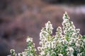 Coyote brush Baccharis pilularis flowers and seeds