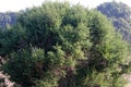 Coyote brush, Chaparral broom, Baccharis pilularis subsp. consanguinea, female bush