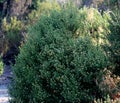 Coyote brush, Chaparral broom, Baccharis pilularis subsp. consanguinea, male bush