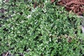 Coyote brush, Chaparral broom, Baccharis pilularis subsp. pilularis, female plant