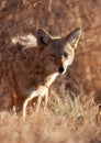 COyote in brush looking for dinner