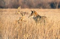 Coyote Camouflaged in Tall Grass Royalty Free Stock Photo