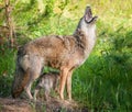 Coyote (Canis lantrans) Howls while Pups Scampers Underneath