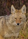 Coyote (Canis latrans) close-up portrait Royalty Free Stock Photo