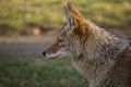 Coyote (Canis latrans) watching for prey species Royalty Free Stock Photo
