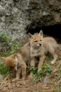 Coyote, Canis latrans Royalty Free Stock Photo