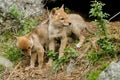 Coyote, Canis latrans Royalty Free Stock Photo