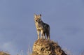 Coyote, canis latrans, Adult standing on rock, Montana