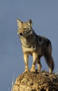 COYOTE canis latrans, ADULTE STANDING ON ROCK, MONTANA Royalty Free Stock Photo