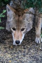 Close up of Coyote Face with Sharp Dark Brown Eyes Royalty Free Stock Photo