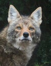Close up of Coyote Face with Striking Eyes