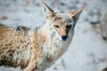 Coyote (Canis latrans) in Death Valley