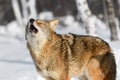 Coyote (Canis latrans) Eyes Closed Head Up Howling Winter Royalty Free Stock Photo