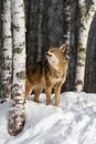 Coyote (Canis latrans) Eyes Closed Next to Birch Howling Winter Royalty Free Stock Photo