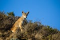 Coyote Canis latrans