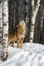 Coyote (Canis latrans) Head Up Howling Eyes Closed Next to Birch Trees Winter Royalty Free Stock Photo