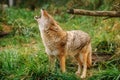 Coyote Canis latrans howling native to North America Royalty Free Stock Photo