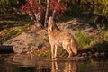 Coyote (Canis latrans) Howling