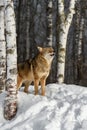 Coyote (Canis latrans) Howling Eyes Partially Closed Winter Royalty Free Stock Photo