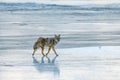 Coyote Canis Latrans howling on the frozen snowy and icy riverbank during winter in Jasper National Park