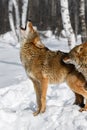 Coyote (Canis latrans) Howling Second Sniffs Winter Royalty Free Stock Photo