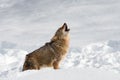 Coyote (Canis latrans) Howling in Snow Winter Royalty Free Stock Photo