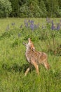 Coyote (Canis latrans) Howls in Field