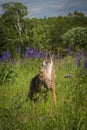 Coyote Canis latrans Howls Front