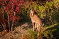 Coyote (Canis latrans) Howls by Tree