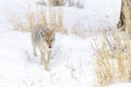 Coyote Canis latrans hunting in the snow Royalty Free Stock Photo