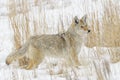 Coyote Canis latrans hunting in the snow Royalty Free Stock Photo