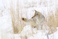 Coyote Canis latrans hunting in the snow Royalty Free Stock Photo