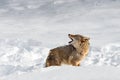 Coyote (Canis latrans) Lifts Head Over Back Howling Winter Royalty Free Stock Photo