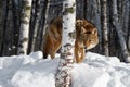 Coyote (Canis latrans) Looks Around Trunk of Birch Tree Winter