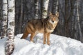 Coyote (Canis latrans) Looks Out From Within Birch Forest Winter