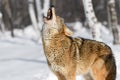 Coyote (Canis latrans) Nose to Sky Howling Winter Royalty Free Stock Photo