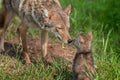 Coyote (Canis latrans) Nose Touch Royalty Free Stock Photo