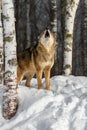 Coyote (Canis latrans) Nose Up Howling Out Winter Royalty Free Stock Photo