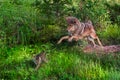 Coyote (Canis latrans) Pounces After Pup - Pup in Motion Royalty Free Stock Photo