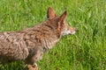 Coyote (Canis latrans) Profile Looking Right