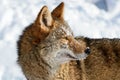 Coyote (Canis latrans) Profile Looking Right Winter