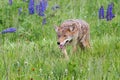 Coyote Canis latrans Prowls Through Grass Royalty Free Stock Photo