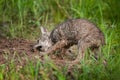 Coyote (Canis latrans) Pup Digs Up Meat Snack Royalty Free Stock Photo
