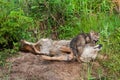 Coyote (Canis latrans) Pup Plays with Adult Royalty Free Stock Photo