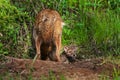 Coyote (Canis latrans) Pups Pops Head out of Densite Royalty Free Stock Photo