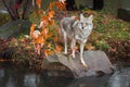 Coyote Canis latrans on Rock With Paw on Leaf